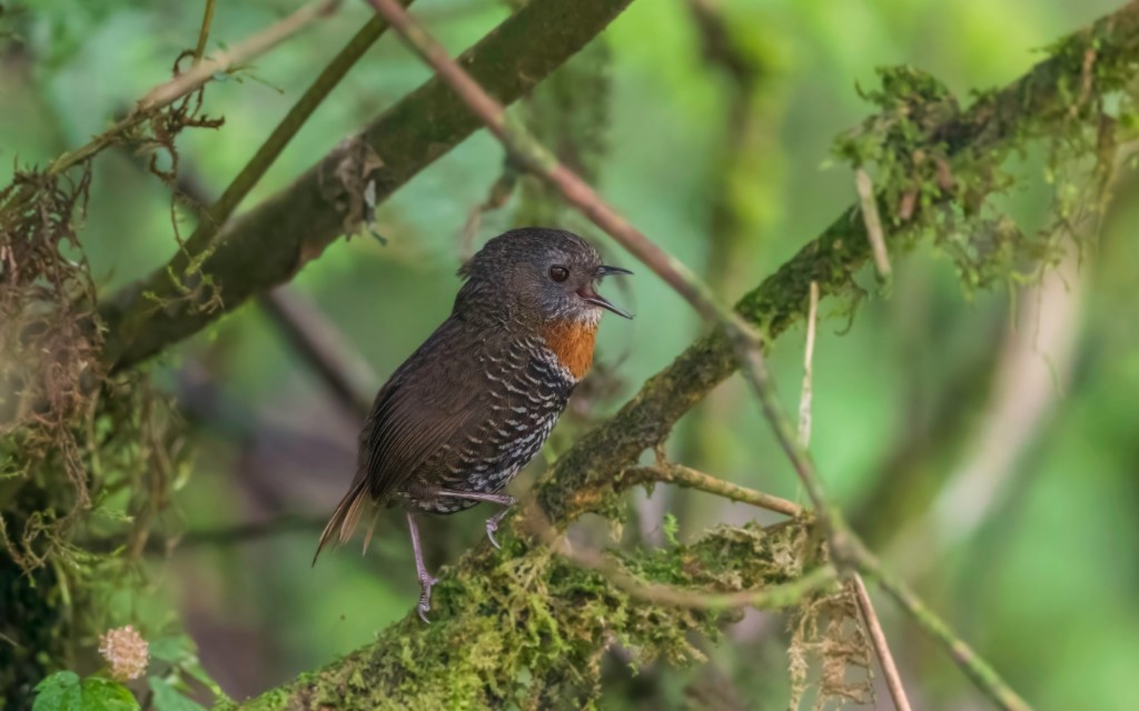 Perching Birds